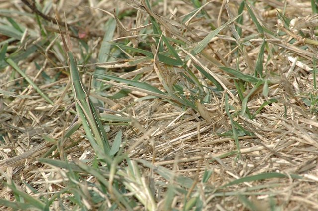 Acrida ungarica